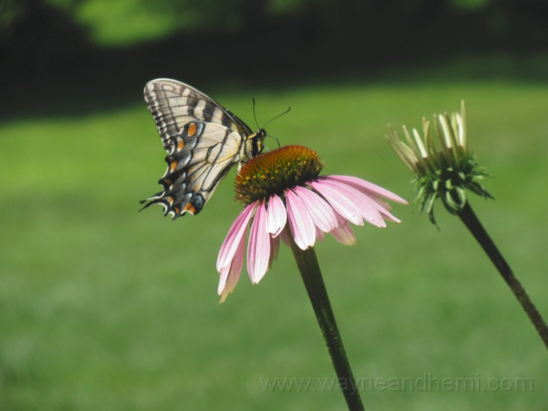 weekof062110_spring is here.JPG